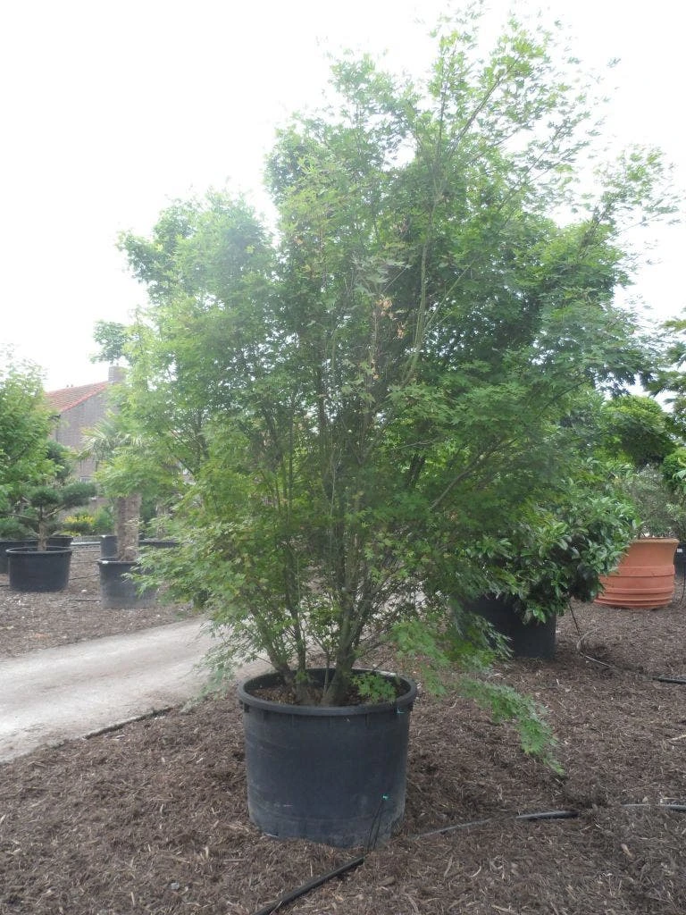 Japanse Esdoorn (Acer Palmatum) - Afbeelding 11