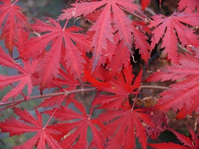 Japanse Esdoorn (Acer Palmatum 'Ariadne') - Afbeelding 2