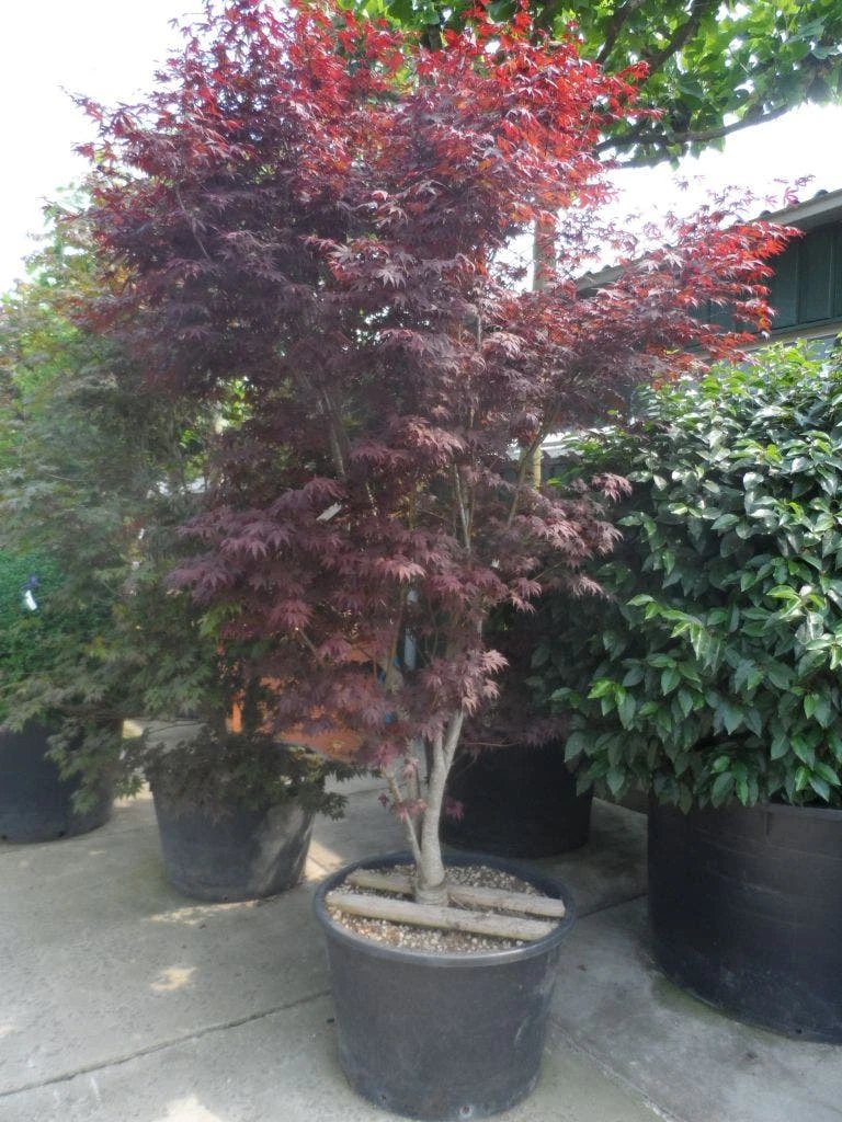 Japanse Esdoorn (Acer Palmatum 'Atropurpureum') - Afbeelding 8