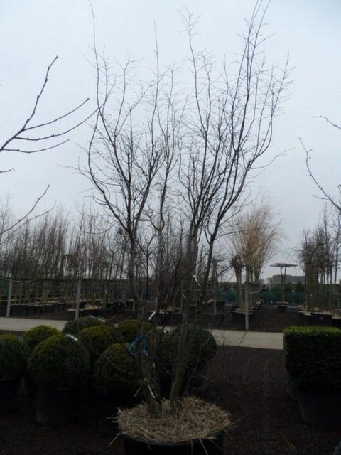 Japanse Esdoorn (Acer Palmatum 'Atropurpureum') - Afbeelding 13