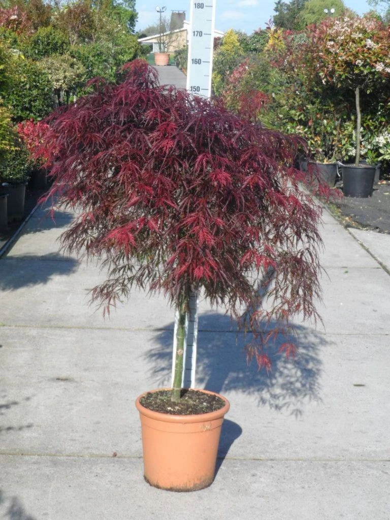 Japanse Esdoorn (Acer Palmatum 'Garnet') - Afbeelding 5