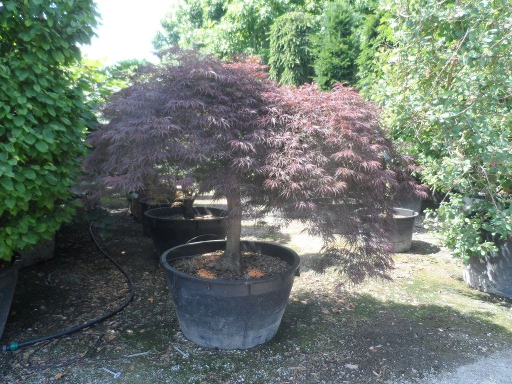 Japanse Esdoorn (Acer Palmatum 'Garnet') - Afbeelding 6
