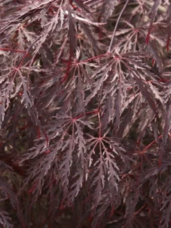 Japanse Esdoorn Op Stam (Acer Palmatum 'Inabe Shidare')