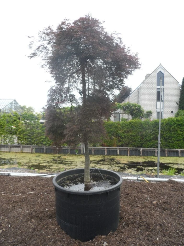 Japanse Esdoorn (Acer Palmatum 'Inabe-shidare') - Afbeelding 11
