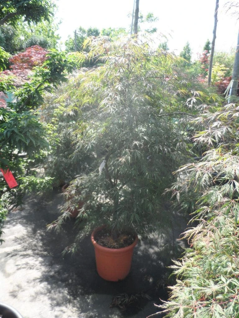 Japanse Esdoorn (Acer Palmatum 'Ornatum') - Afbeelding 9