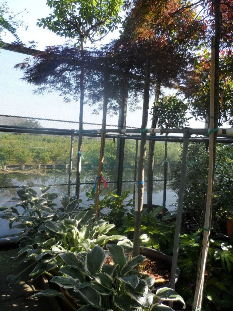 Japanse Esdoorn (Acer Palmatum 'Ornatum') - Afbeelding 10