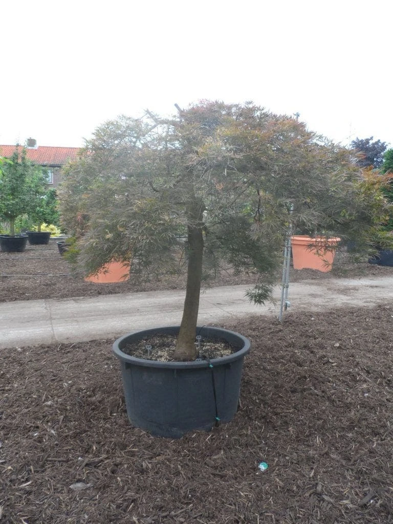 Japanse Esdoorn (Acer Palmatum 'Ornatum') - Afbeelding 7