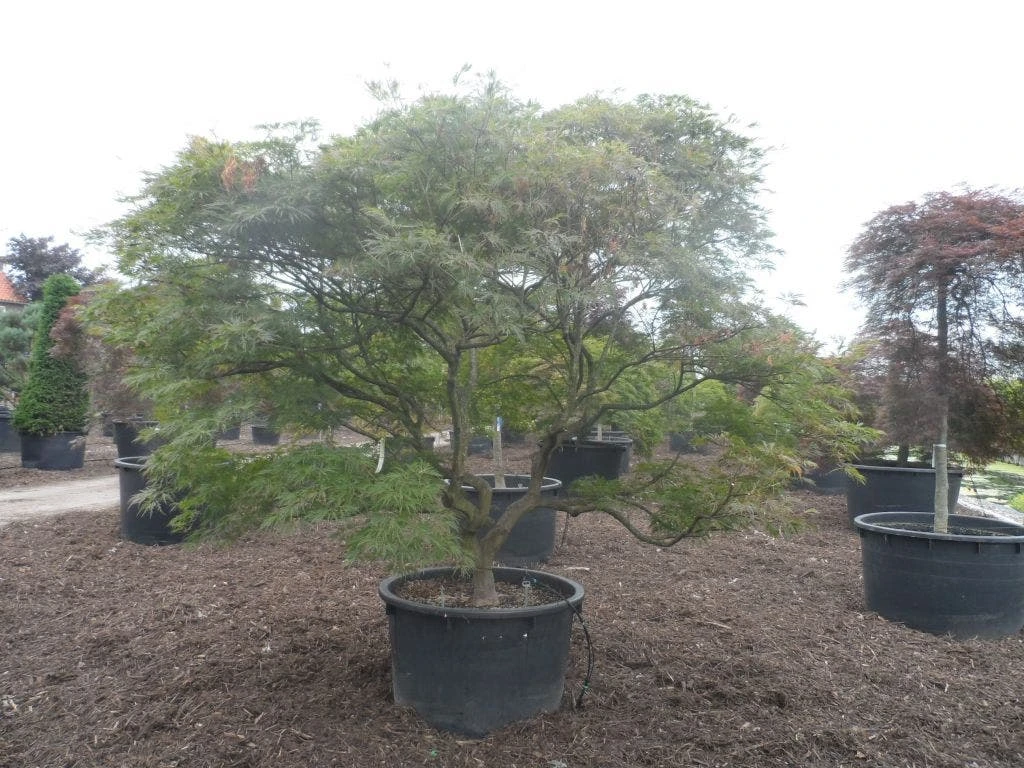 Japanse Esdoorn (Acer Palmatum 'Ornatum') - Afbeelding 8