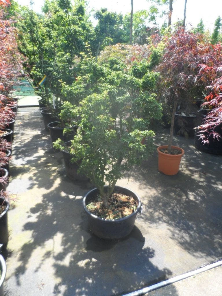 Japanse Esdoorn (Acer Palmatum 'Shishigashira') - Afbeelding 3
