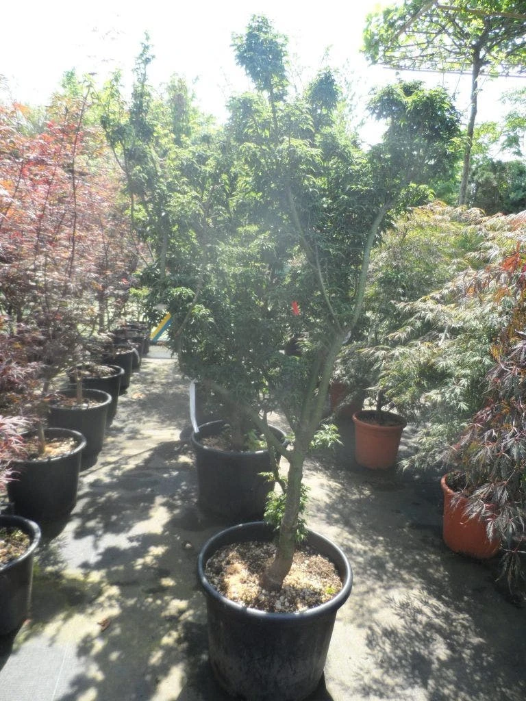 Japanse Esdoorn (Acer Palmatum 'Shishigashira') - Afbeelding 6
