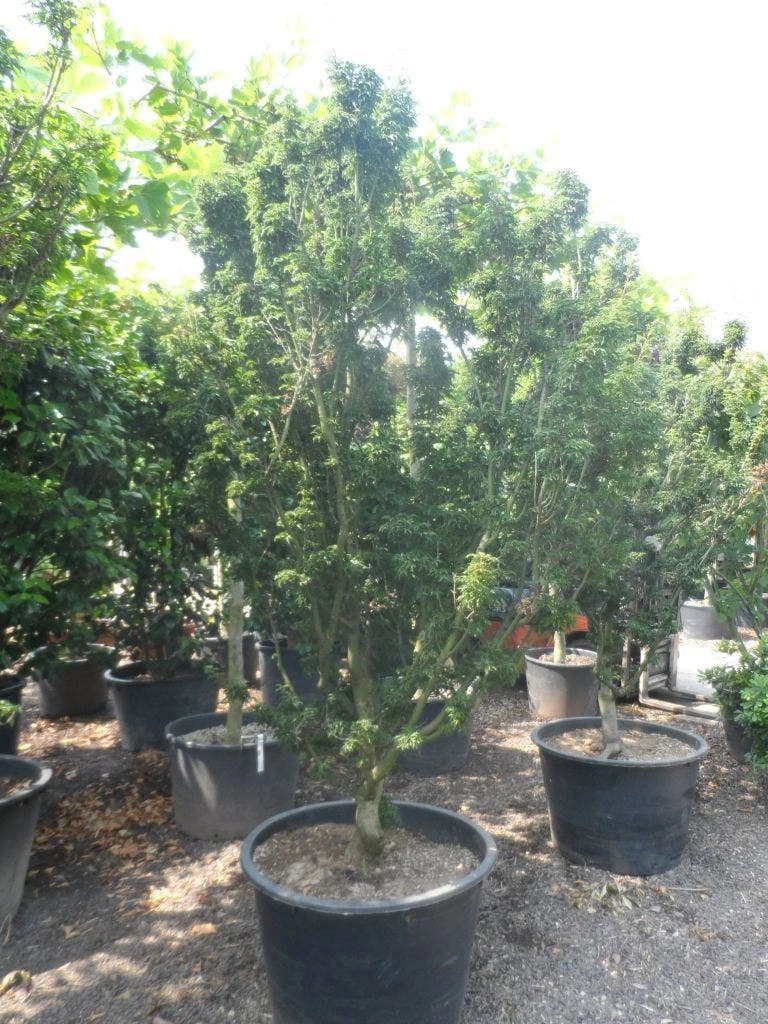 Japanse Esdoorn (Acer Palmatum 'Shishigashira') - Afbeelding 5