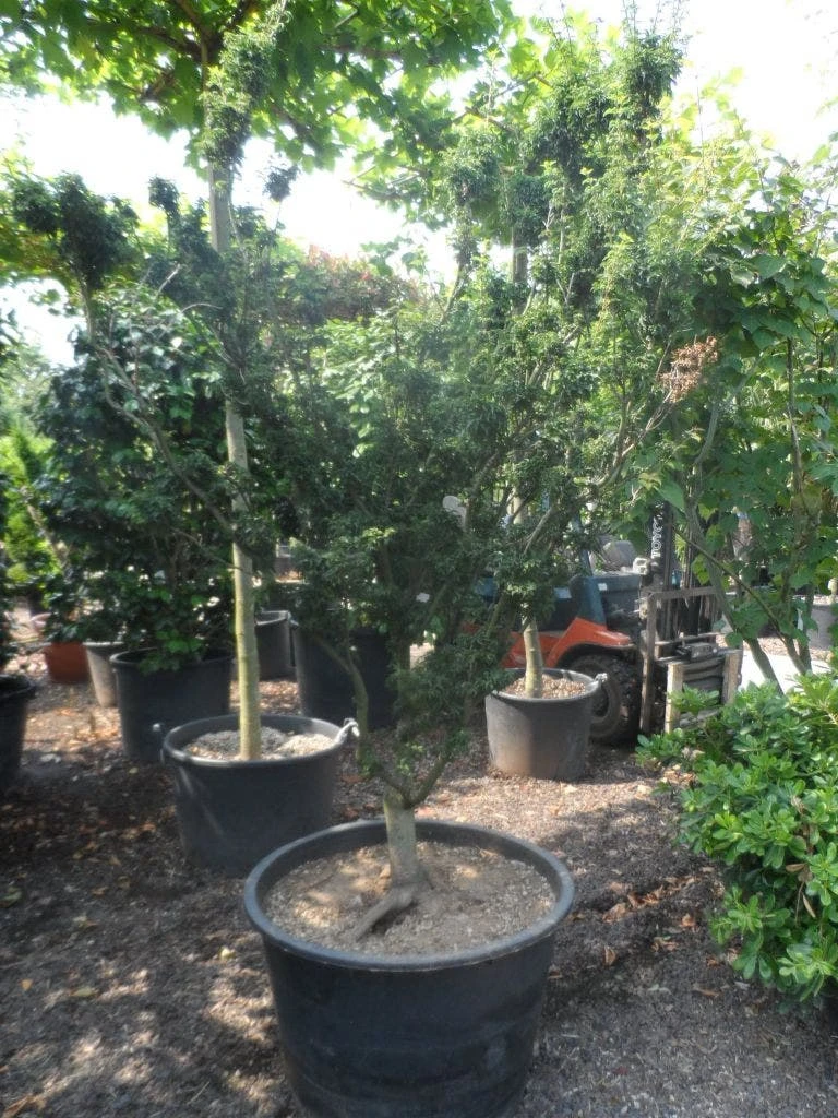 Japanse Esdoorn (Acer Palmatum 'Shishigashira') - Afbeelding 4