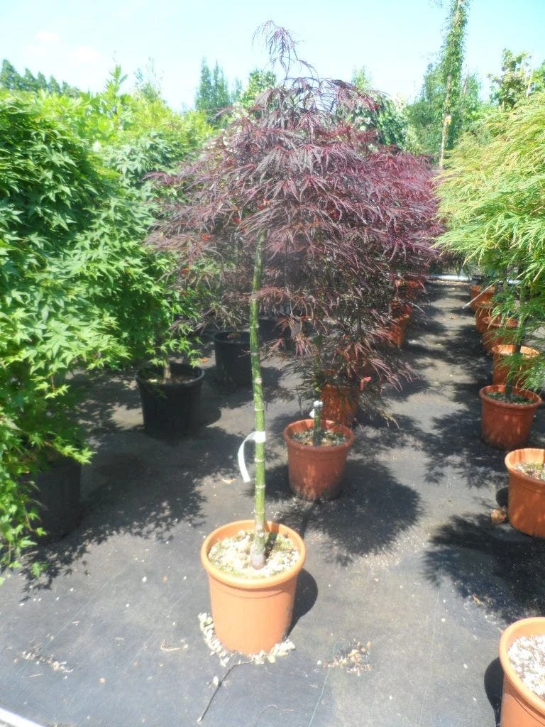 Japanse Esdoorn Op Stam (Acer Palmatum 'Tamuke Yama') - Afbeelding 3