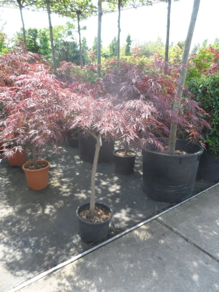 Japanse Esdoorn Op Stam (Acer Palmatum 'Tamuke Yama') - Afbeelding 6