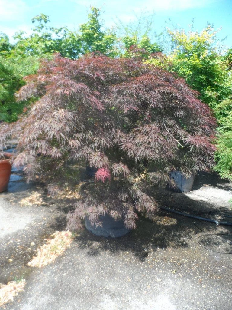 Japanse Esdoorn Op Stam (Acer Palmatum 'Tamuke Yama') - Afbeelding 5