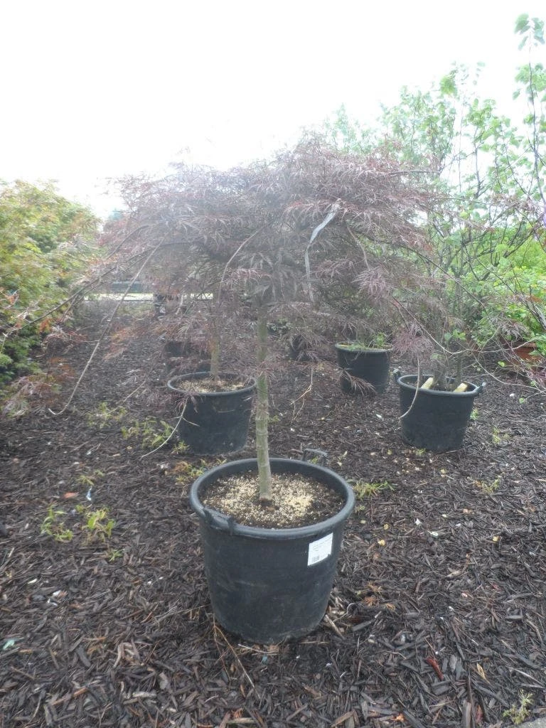 Japanse Esdoorn Op Stam (Acer Palmatum 'Tamuke Yama') - Afbeelding 4