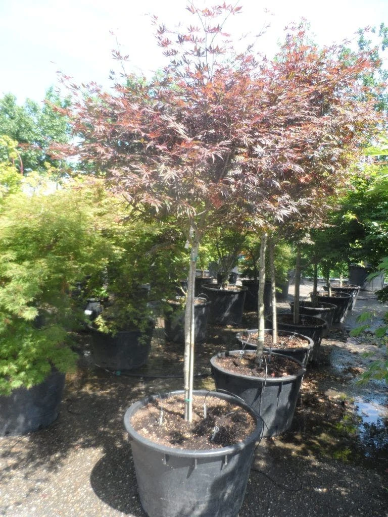 Japanse Esdoorn (Acer Palmatum 'Trompenburg') - Afbeelding 8