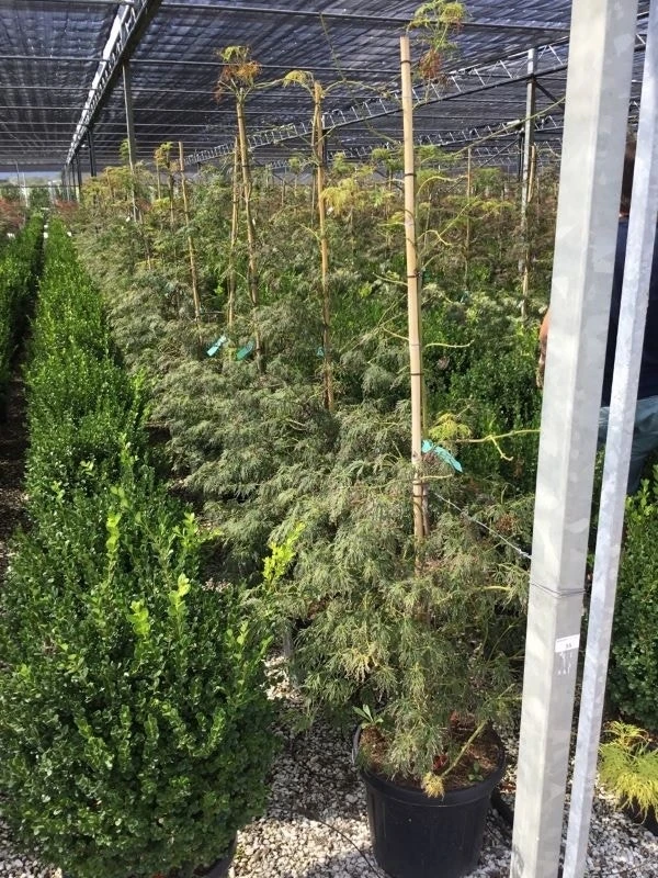 Japanse Esdoorn (Acer Palmatum 'Viridis') - Afbeelding 2