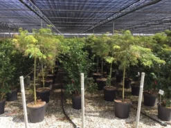 Japanse Esdoorn Op Stam (Acer Palmatum 'Viridis')