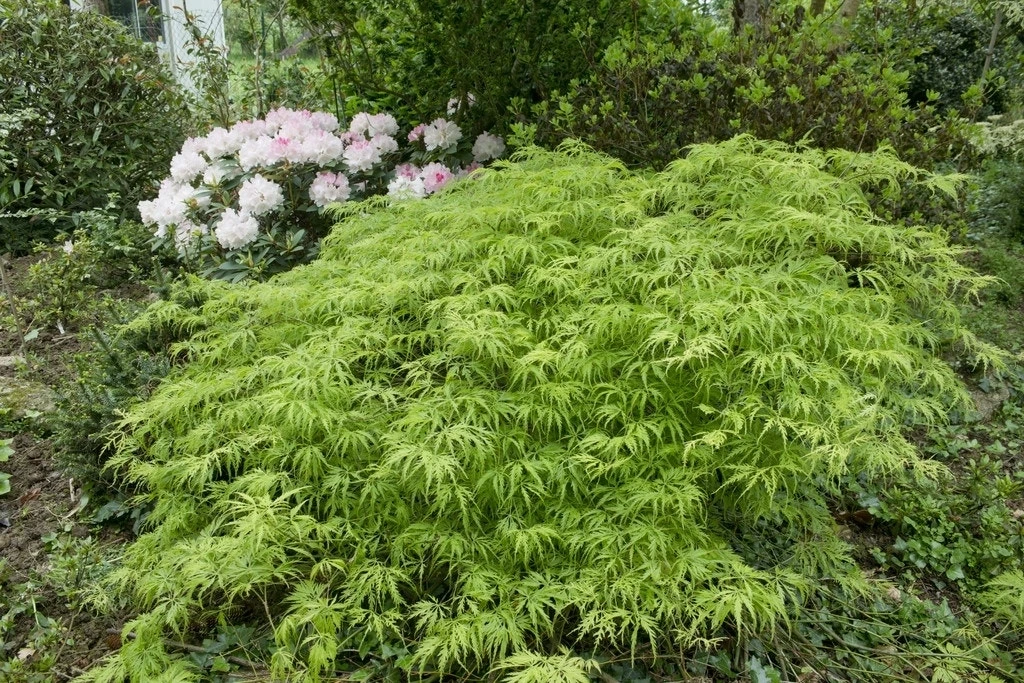 Japanse Esdoorn Op Stam (Acer Palmatum 'Viridis') - Afbeelding 2
