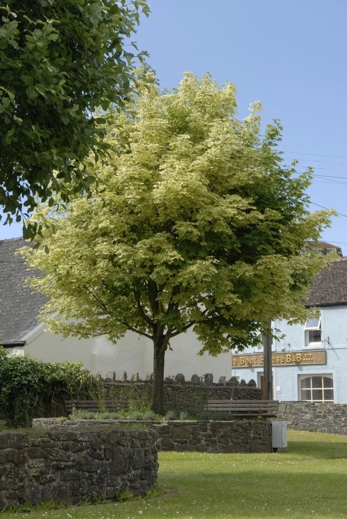 Bonte Esdoorn (Acer Platanoides 'Drummondii')