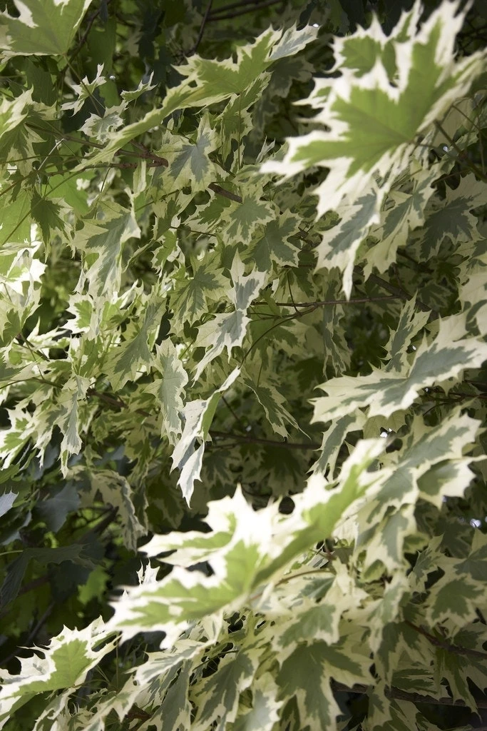 Bonte Esdoorn (Acer Platanoides 'Drummondii') - Afbeelding 2