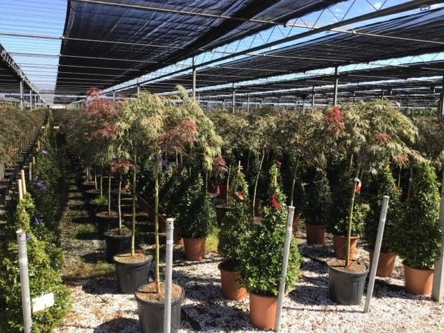 Japanse Esdoorn Op Stam (Acer Palmatum 'Tamuke Yama') - Afbeelding 7