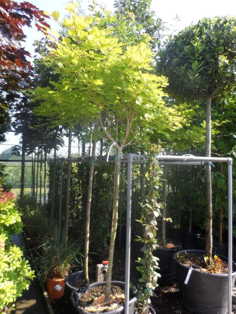 Japanse Esdoorn (Acer Shirasawanum 'Aureum') - Afbeelding 7