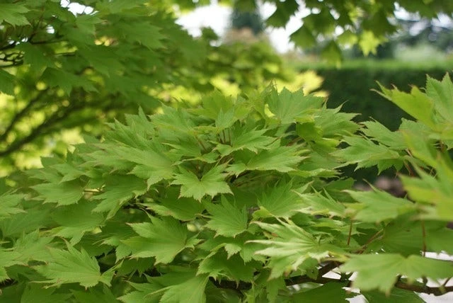 Japanse Esdoorn (Acer Shirasawanum 'Aureum') - Afbeelding 3