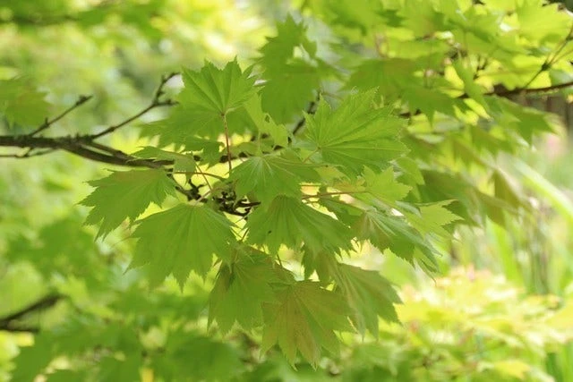 Japanse Esdoorn (Acer Shirasawanum 'Aureum') - Afbeelding 5