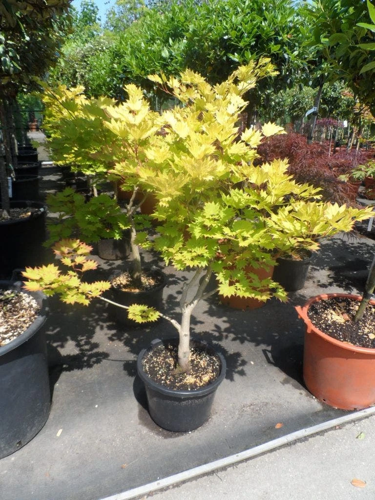 Japanse Esdoorn (Acer Shirasawanum 'Aureum') - Afbeelding 9