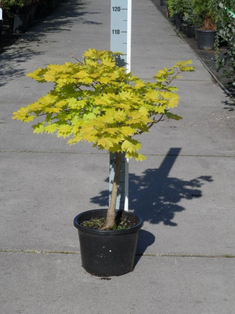 Japanse Esdoorn (Acer Shirasawanum 'Aureum') - Afbeelding 10