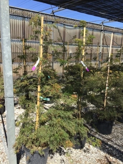 Japanse Esdoorn (Acer Palmatum 'Viridis') - Afbeelding 3