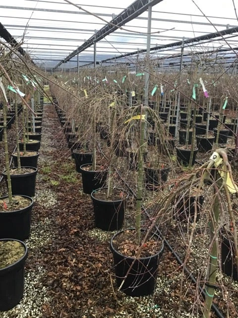 Japanse Esdoorn Op Stam (Acer Palmatum 'Ryusen') - Afbeelding 2