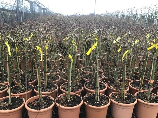 Japanse Esdoorn Op Stam (Acer Palmatum 'Ryusen') - Afbeelding 3