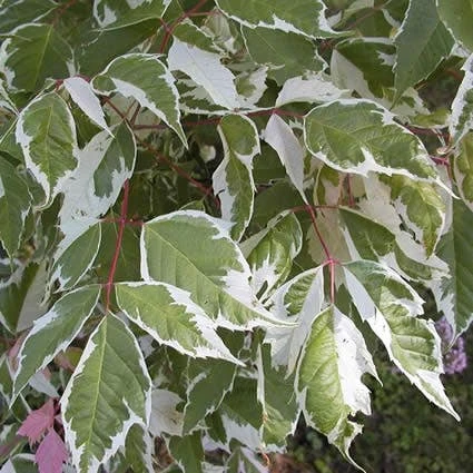 Zilverbonte Vederesdoorn (Acer Negundo 'Variegatum') - Afbeelding 2