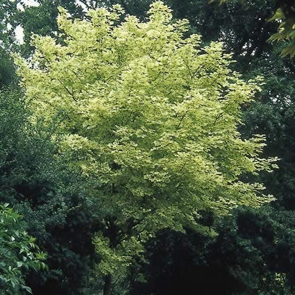 Bonte Esdoorn (Acer Platanoides 'Drummondii') - Afbeelding 3