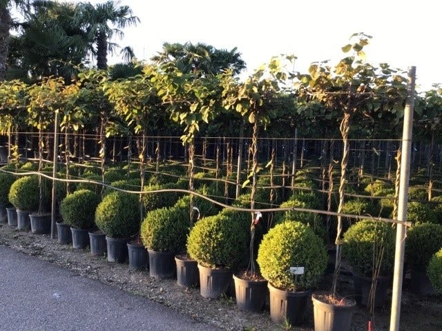 Kiwiplant Als Dakboom (Actinidia Chinensis) - Afbeelding 3