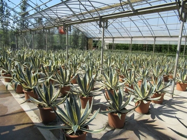 Agave (Agave Americana 'Variegata') - Afbeelding 7