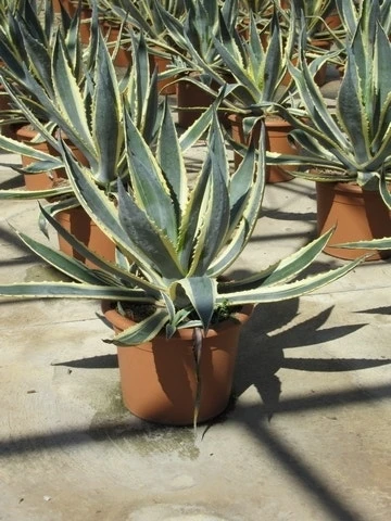 Agave (Agave Americana 'Variegata') - Afbeelding 4