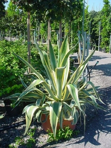 Agave (Agave Americana 'Variegata') - Afbeelding 3