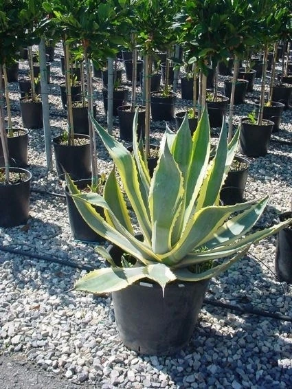 Agave (Agave Americana 'Variegata') - Afbeelding 5
