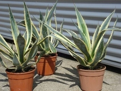 Agave (Agave Americana 'Variegata') - Afbeelding 6