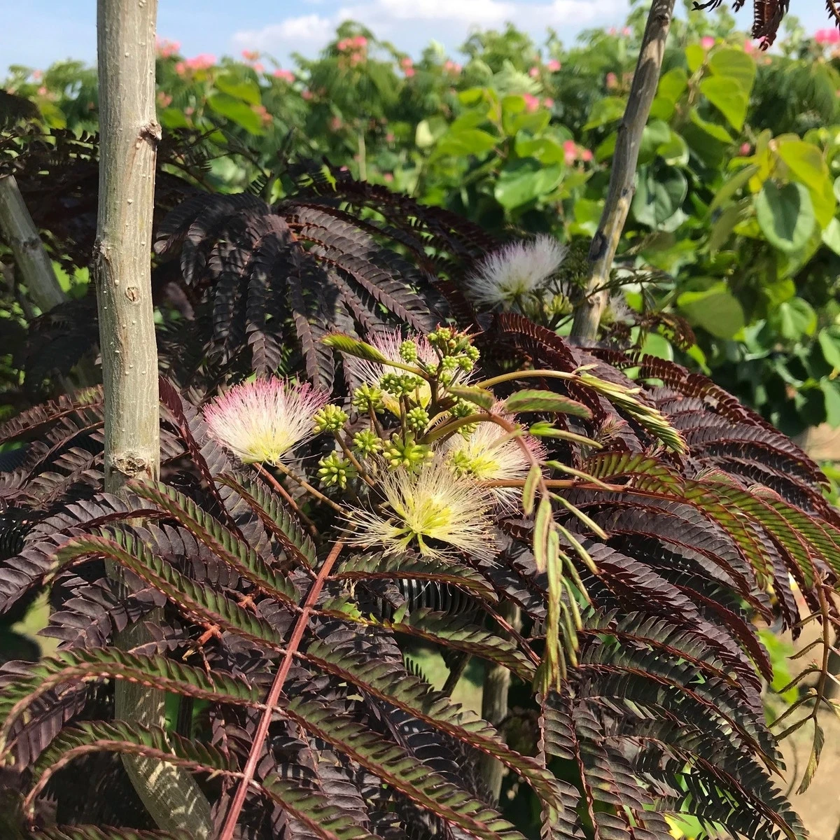 Perzische Slaapboom Als Halfstam (Albizia 'Summer Chocolate') - Afbeelding 2