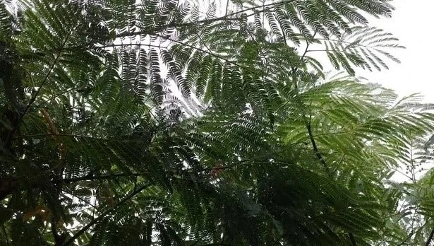 Perzische Slaapboom Als Struik (Albizia Julibrissin) - Afbeelding 2