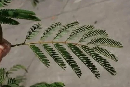 Perzische Slaapboom Als Struik (Albizia Julibrissin) - Afbeelding 3