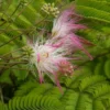 Perzische Slaapboom Als Struik (Albizia Julibrissin)
