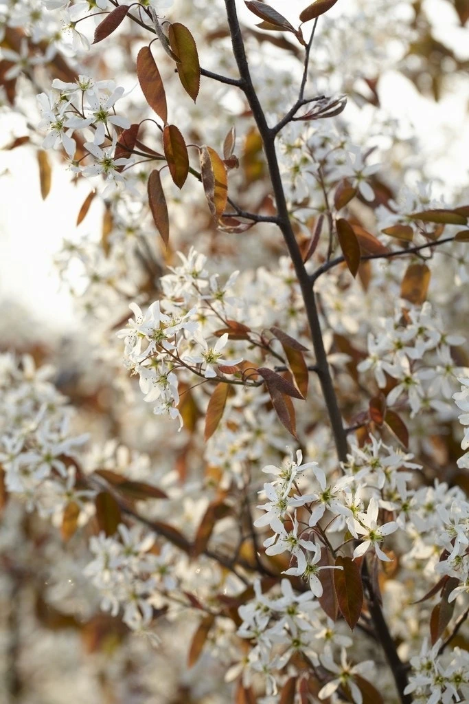 Meerstammige Krentenboom (Amelanchier Lamarckii) - Afbeelding 5