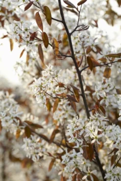 Krent Als Boom (Amelanchier Lamarckii)