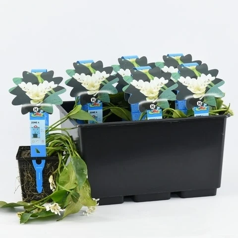 Kaapse Waterlelie (Aponogeton Distachyos) - Afbeelding 3